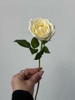 Роза белая Аваланж (50см) АКЦИЯ