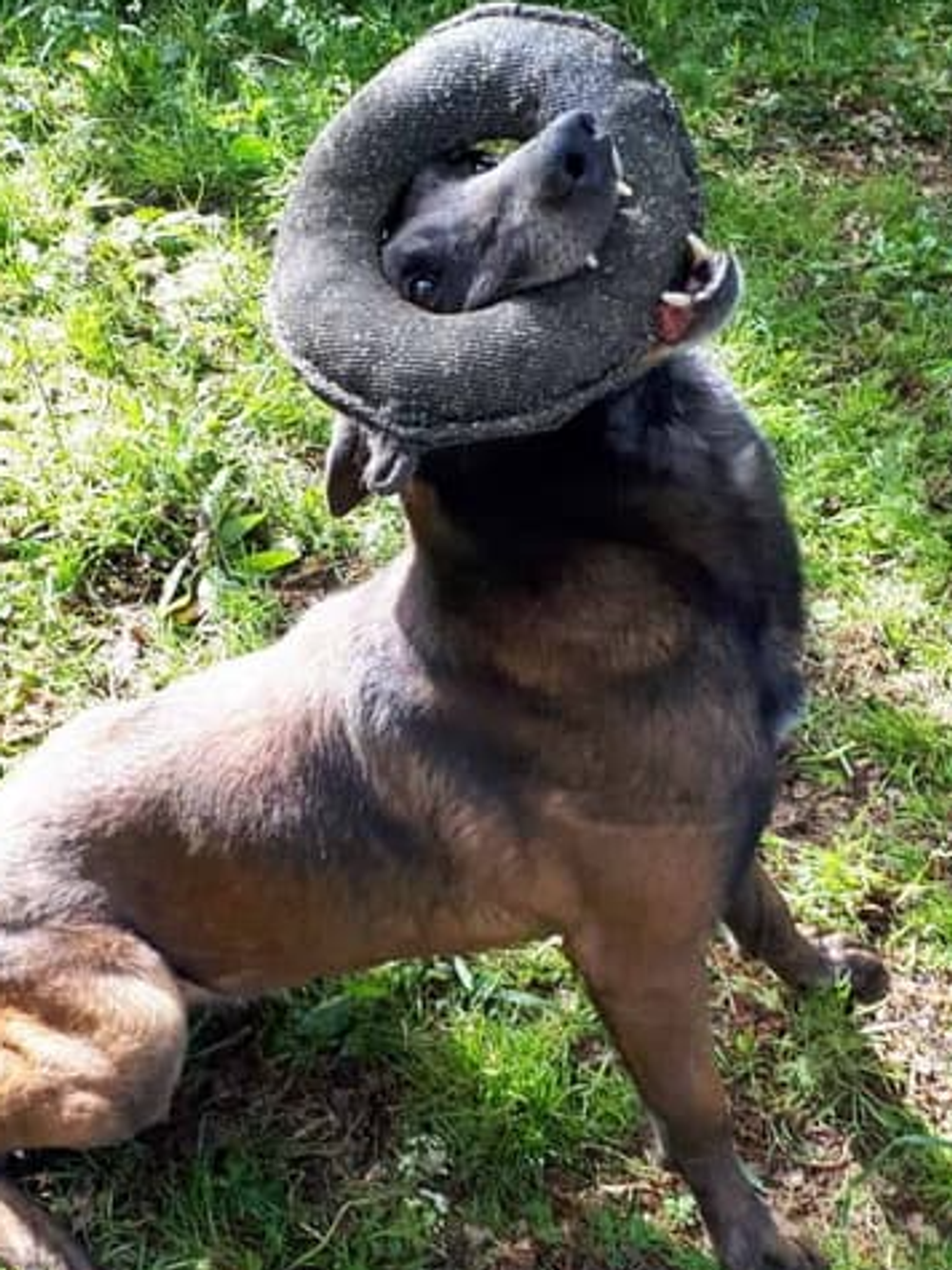 Ухватка для собак, кусалка Бублик от  Fordogtrainers