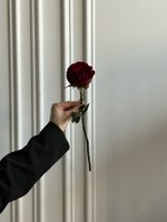 Роза кудрявая красная ХЕРТС