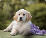 Perfeo Коврик для компьютерной мыши "Dog", Рис.12 (240*200*2 мм), ткань+резиновое основание