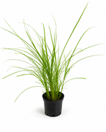 Мискантус китайский ‘Gracillimus’