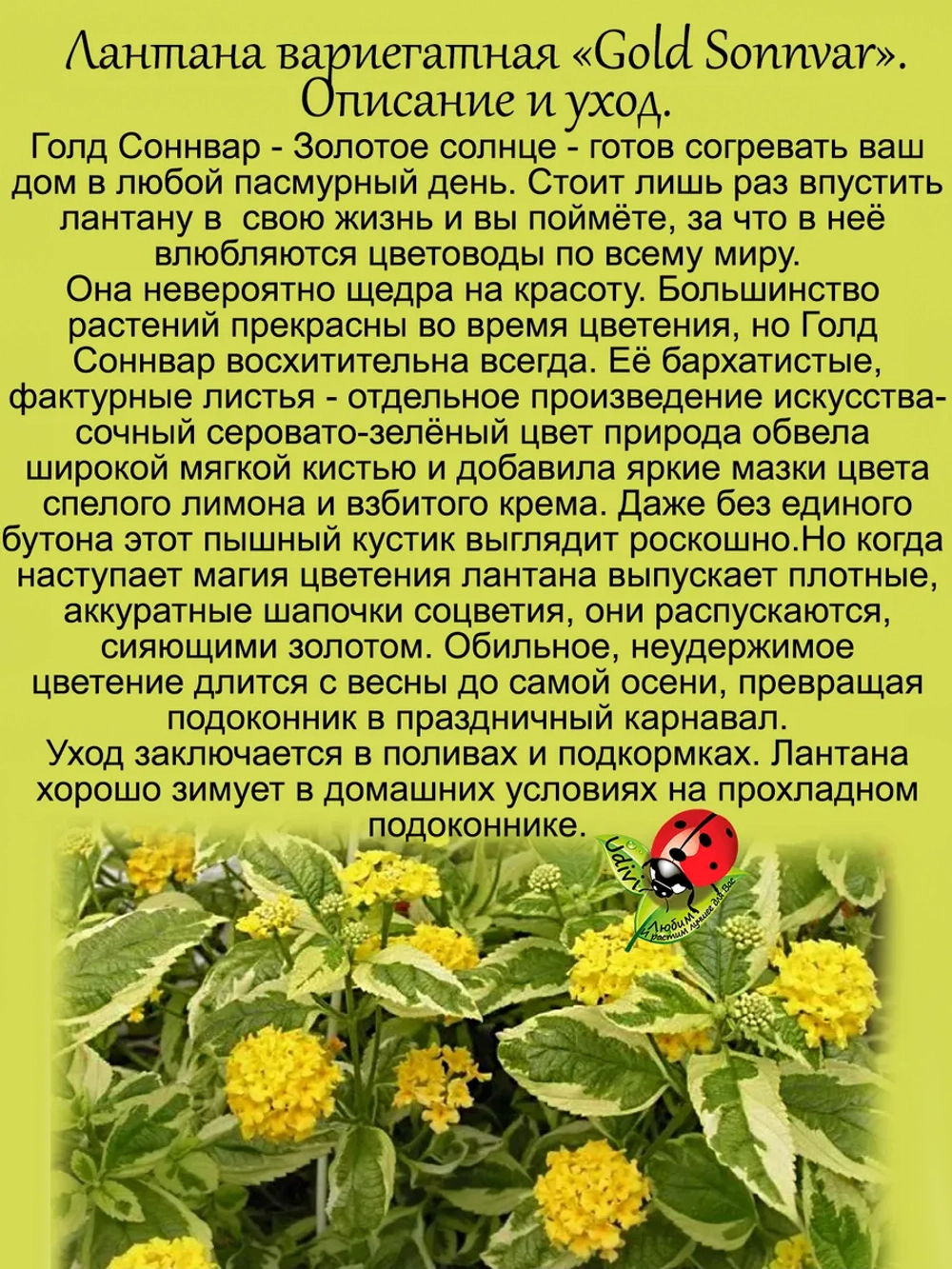Лантана Голд Соннвар вериегатная