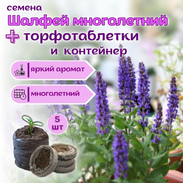 Лаванда белая морозостойкая, семена + торфяные таблетки Jiffy в подарок, 5 шт