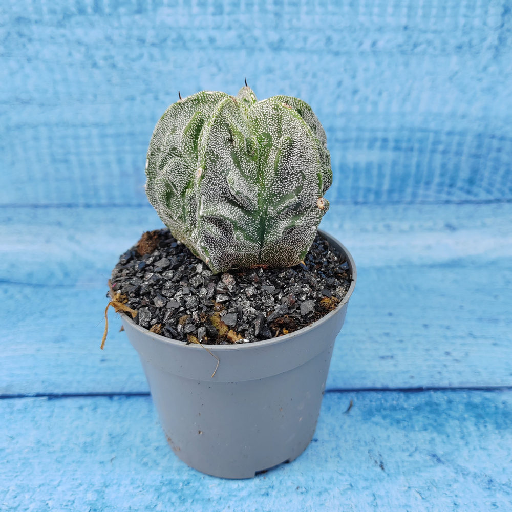 Astrophytum Myriostigma cv. Fukuryu (Астрофитум)