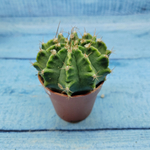 Gymnocalycium Friedrichii (Гимнокалициум)