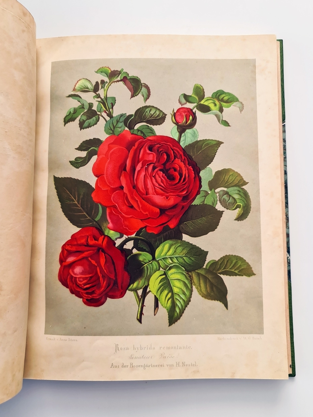 "Nestel`s Rosengarten. [  Сад роз Нестела]". E. Schweizerbartsche Verlagshandlung. 1869г.