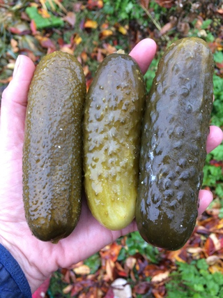 Маринованные огурцы по-болгарски