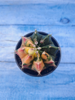 Gymnocalycium Variegata (Гимнокалициум Вариегатный)