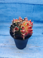 Gymnocalycium Variegata (Гимнокалициум Вариегатный)