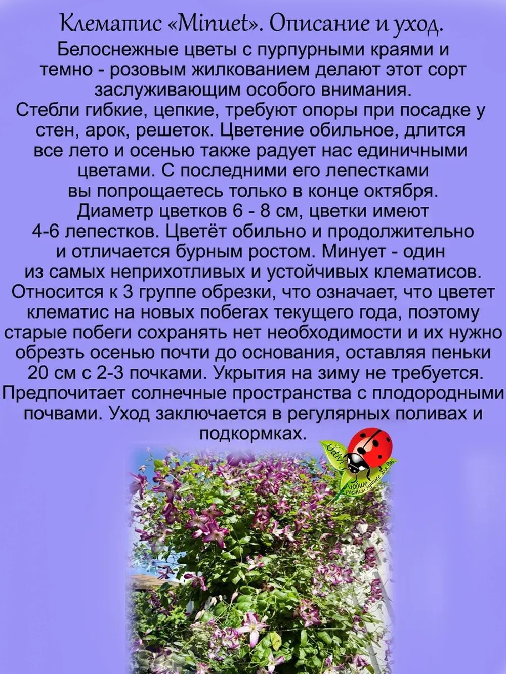 Клематис Менуэт долгоцветущий