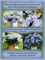 Гортензия ампельная Френч Болеро Блу