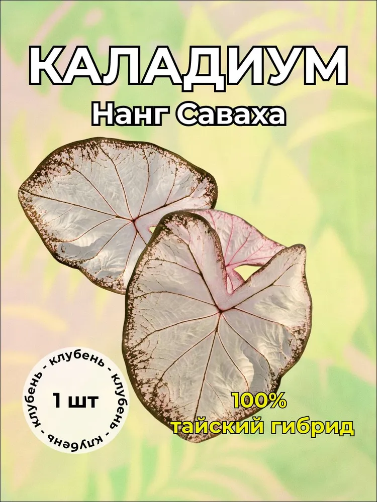 Каладиум Нанг Саваха клубень — живое растение