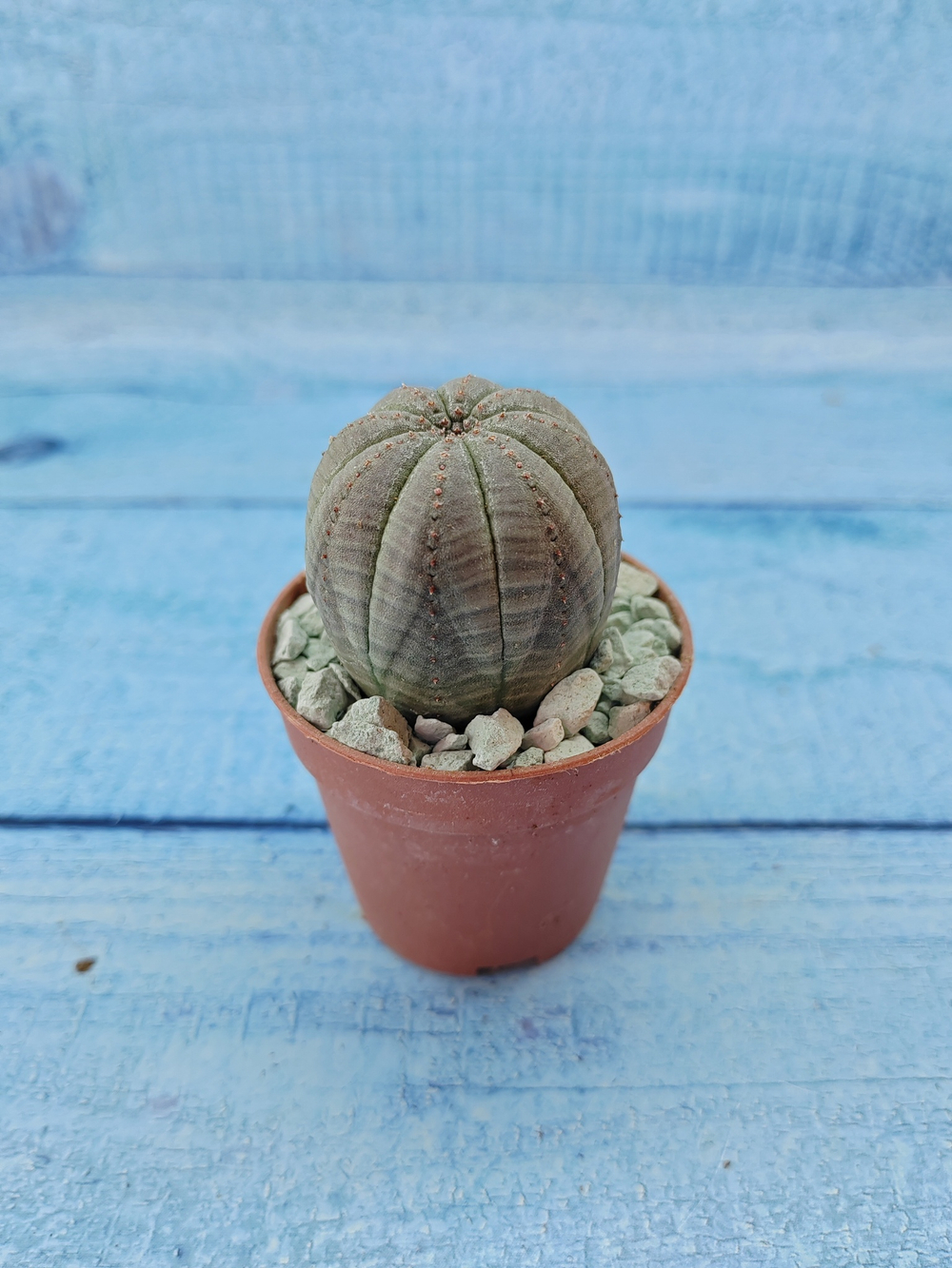 Euphoria Obesa (Эуфорбия)