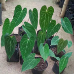 Антуриум GREEN MAMBA