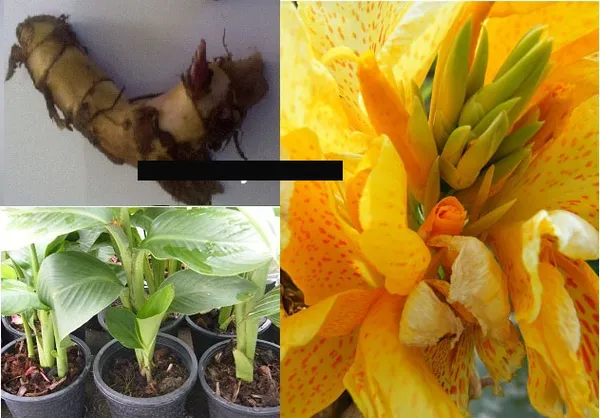 Канна Индийская Canna Indica Yellow Red Dot