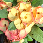 Эуфорбия Миля CHANDRA YELLOW (9)