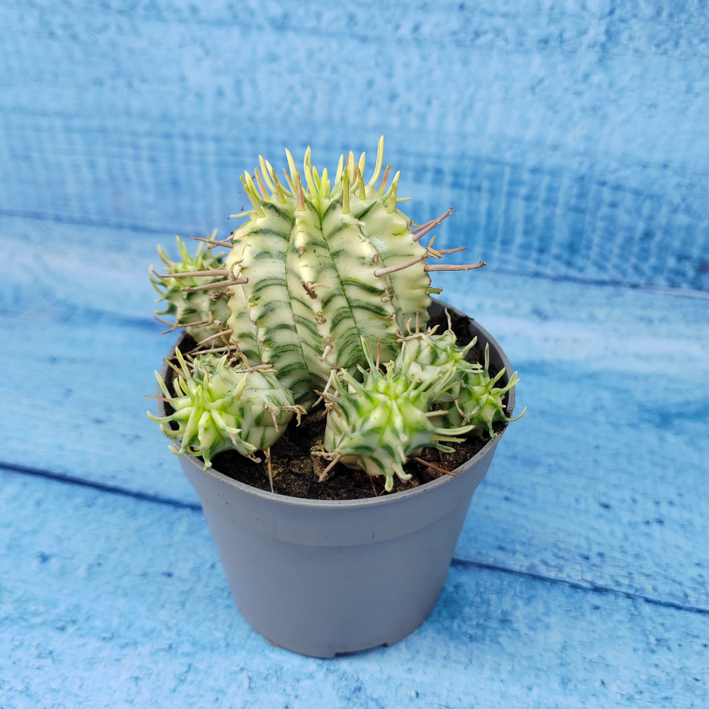Euphorbia meloformis f. Variegated (Эуфорбия вариегатная)