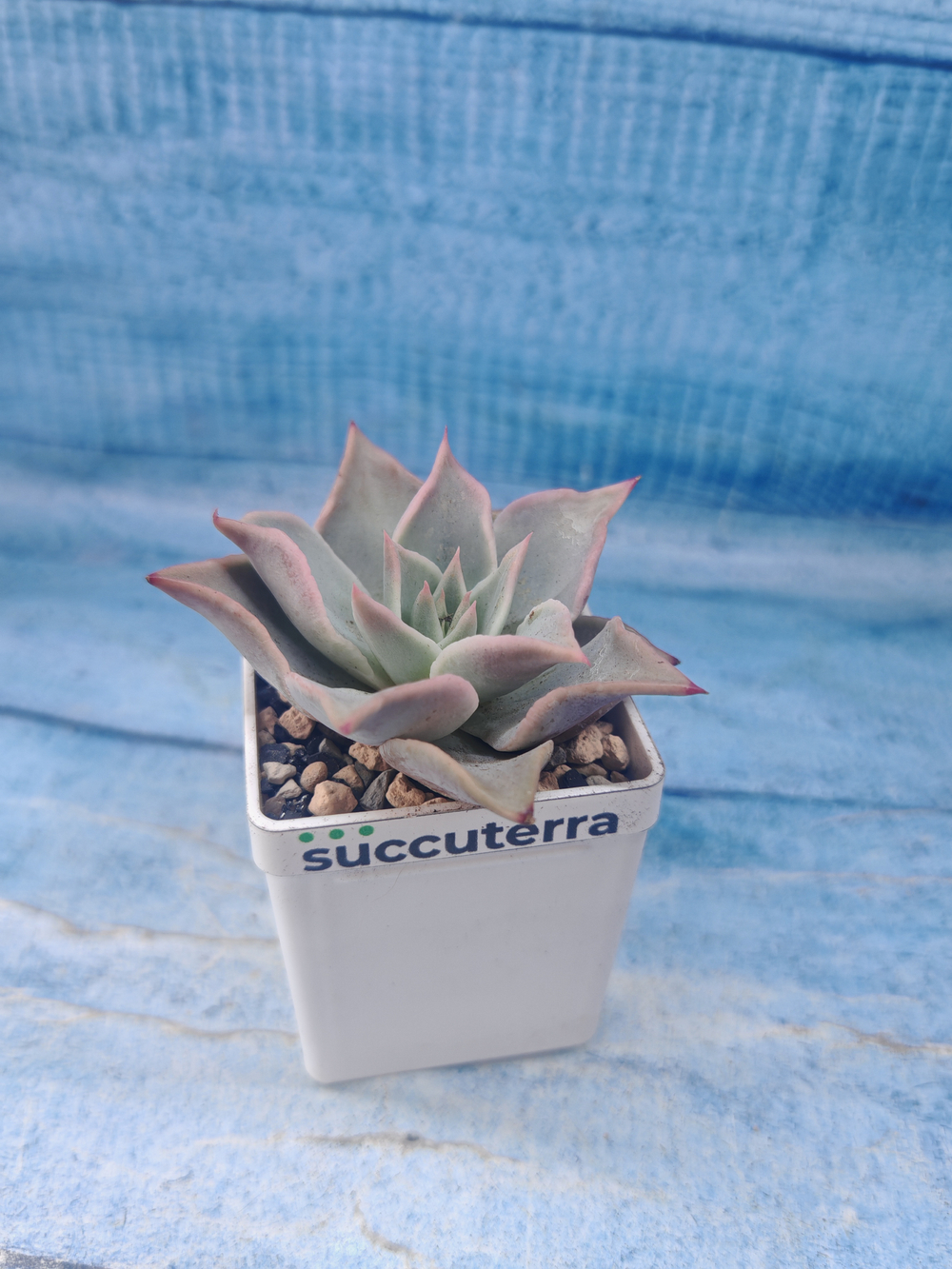 Echeveria Madiba (Эхеверия)