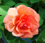 Бальзамин Coral Orange ОКС укорененный черенок
