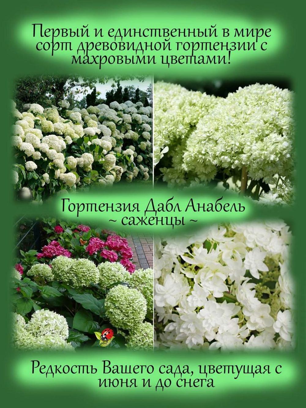 Гортензия Дабл Анабель древовидная махровая Хейс Старберст