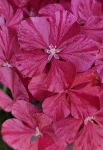 Пинки Биндер Роуз (Pinky Binder Rose) р14 Европа весна 2027 г.