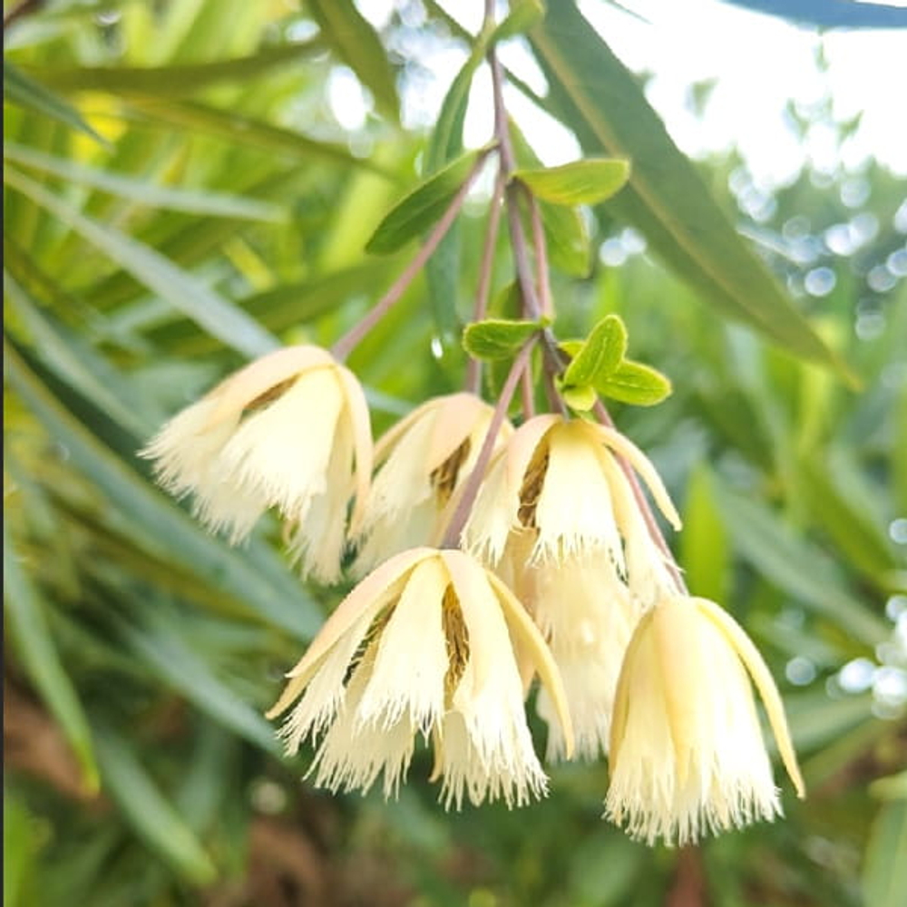 Элеокарпус крупноцветковый – Elaeocarpus grandiflorus (65)