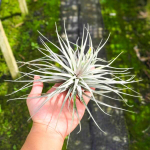 Тилландсия stricta Silver R (Т47)