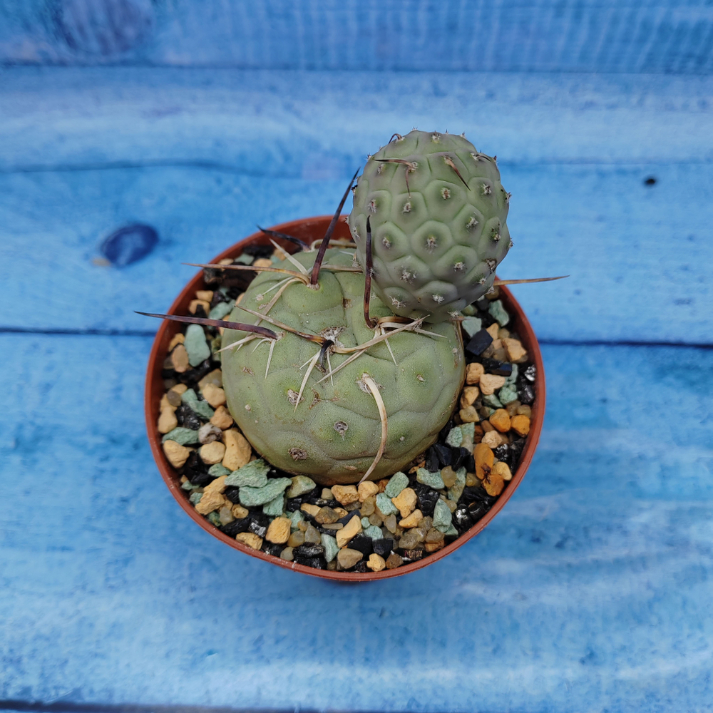 Tephrocactus Geometricus (Тефрокактус)