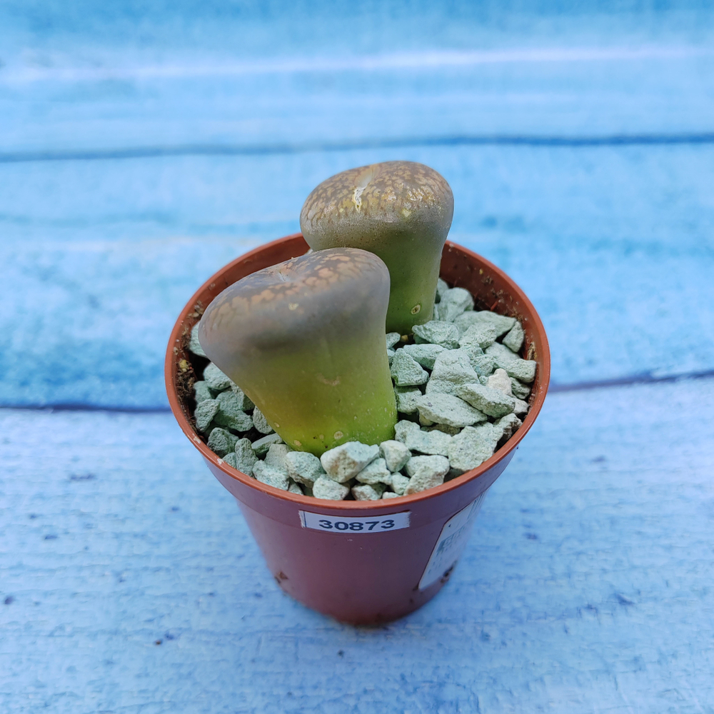 Lithops sp. (Литопсы)