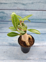 Adenium Baobab (Адениум)