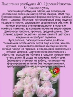 Пеларгония Ю Царская Невеста розебудная