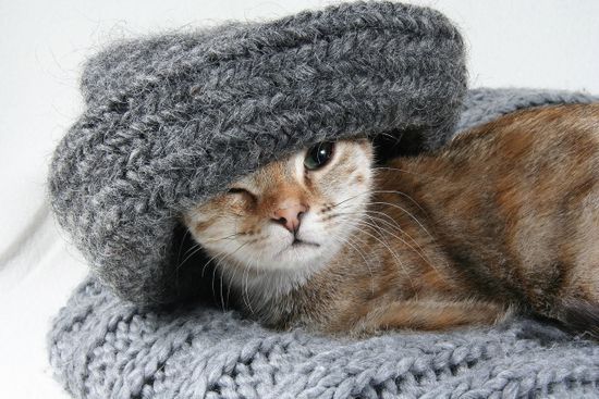 Линька