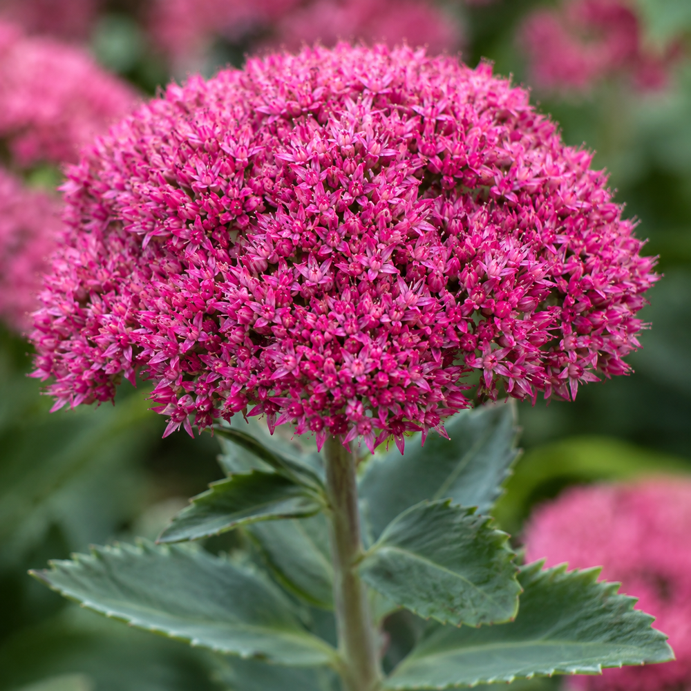 Очиток ‘Globe Pink’