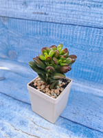 Crassula Ovata Gandalf (Крассула)