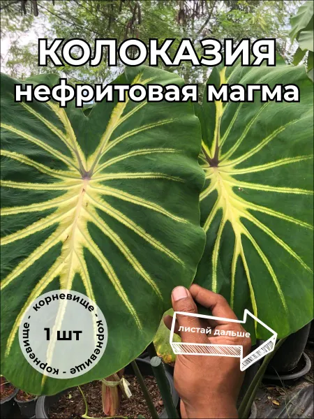 Колоказия Нефритовая Магма Jade magma корневище