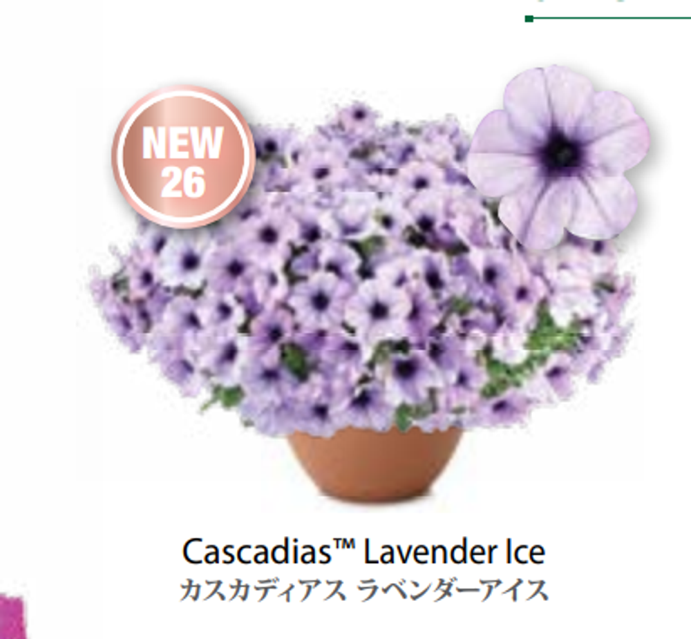 ЕВРО Петуния CASCADIAS Lavender Ice ЕВРО укорененный черенок ФЕВРАЛЬ поставка 16