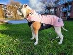 Флисовая попона Dog Fleece BullyBillows