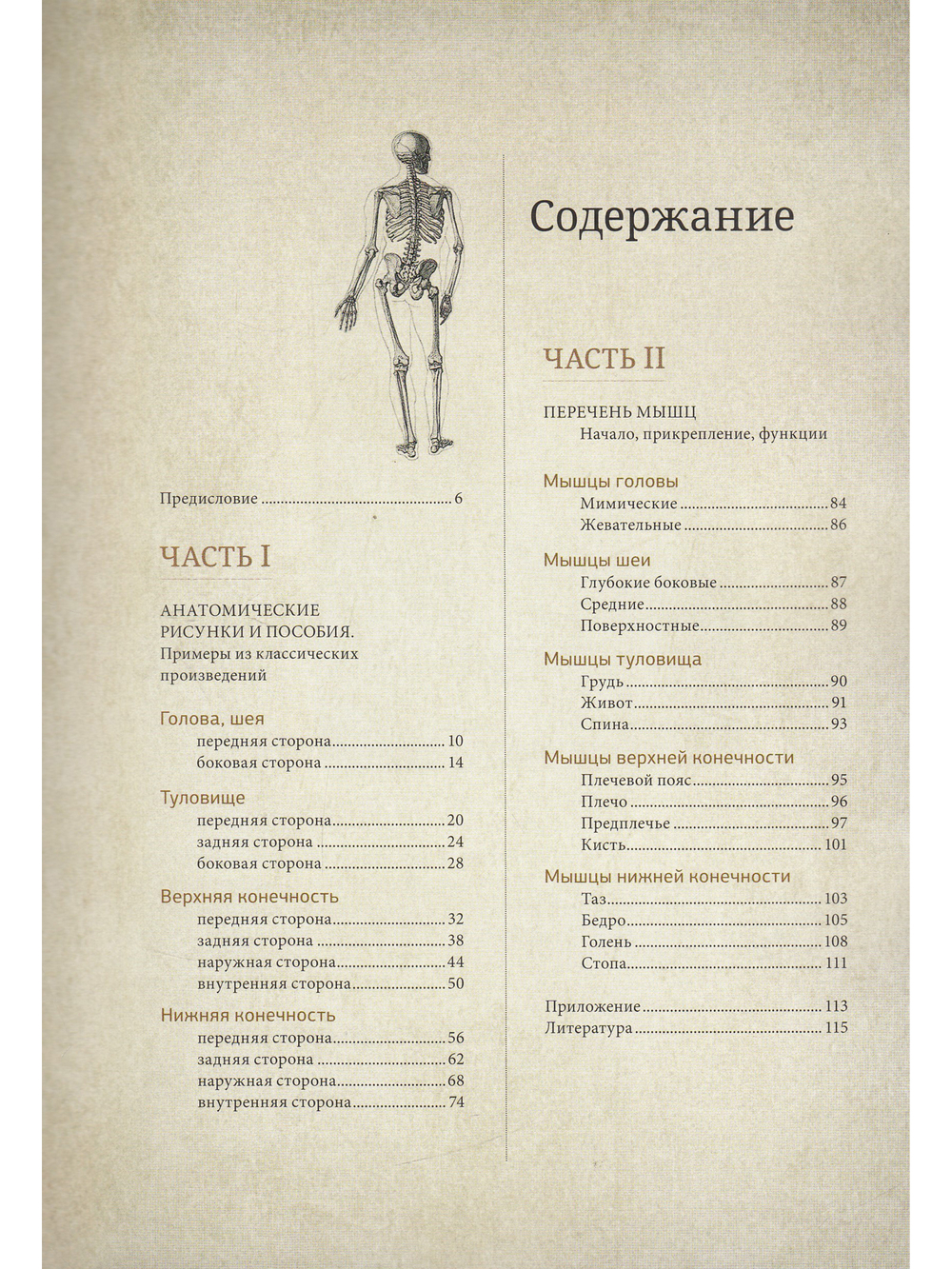 Анатомия фигуры человека.