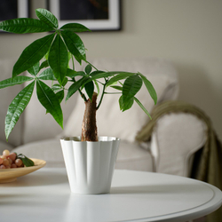 IKEA KVASTSPIREA  (ИКЕА КВАСТСПИРЕА)  -  Кашпо для цветов - для дома/улицы, кремовое 12 см
