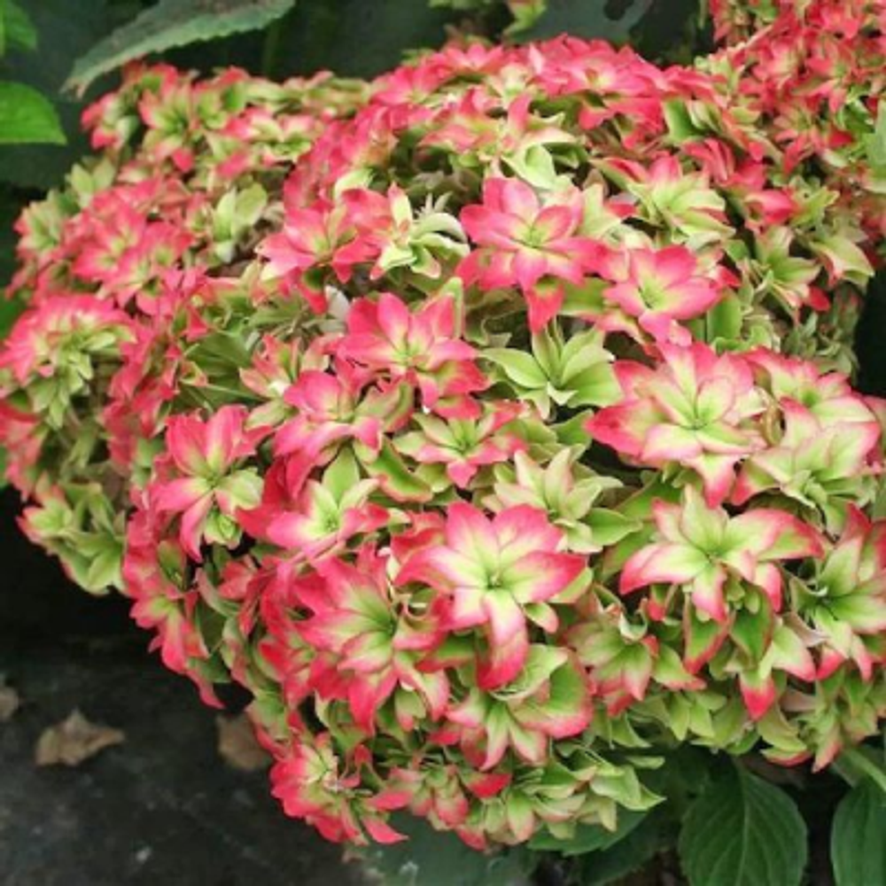 Меджикал Фарфалла (Magical Farfalla) р9 2027 г.