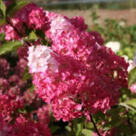 Гортензия метельчатая "Fraise Melba"
