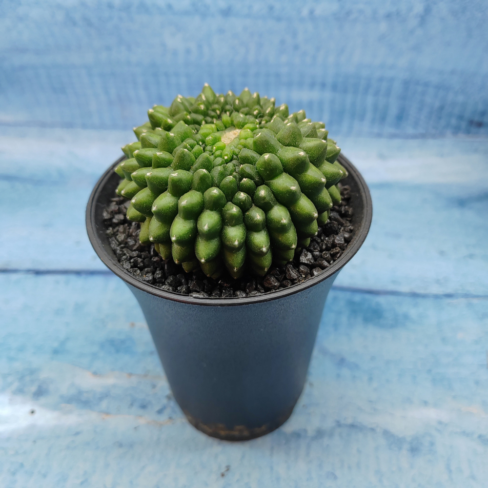 Gymnocalycium Spineless Crested form (Гимнокалициум Кристатный)