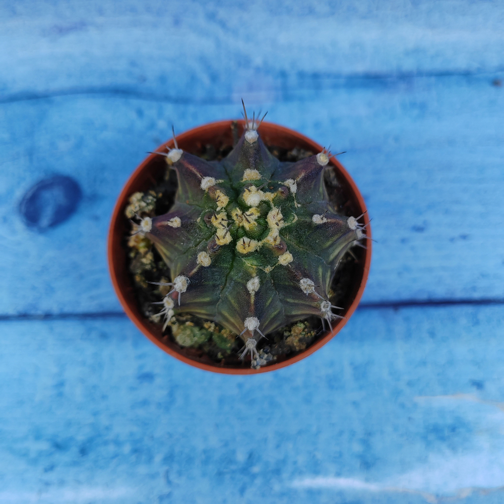 Gymnocalycium Friedrichii (Гимнокалициум)