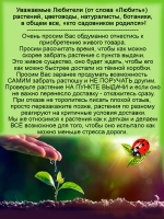 Колеус Ажурные чулки вегетативный