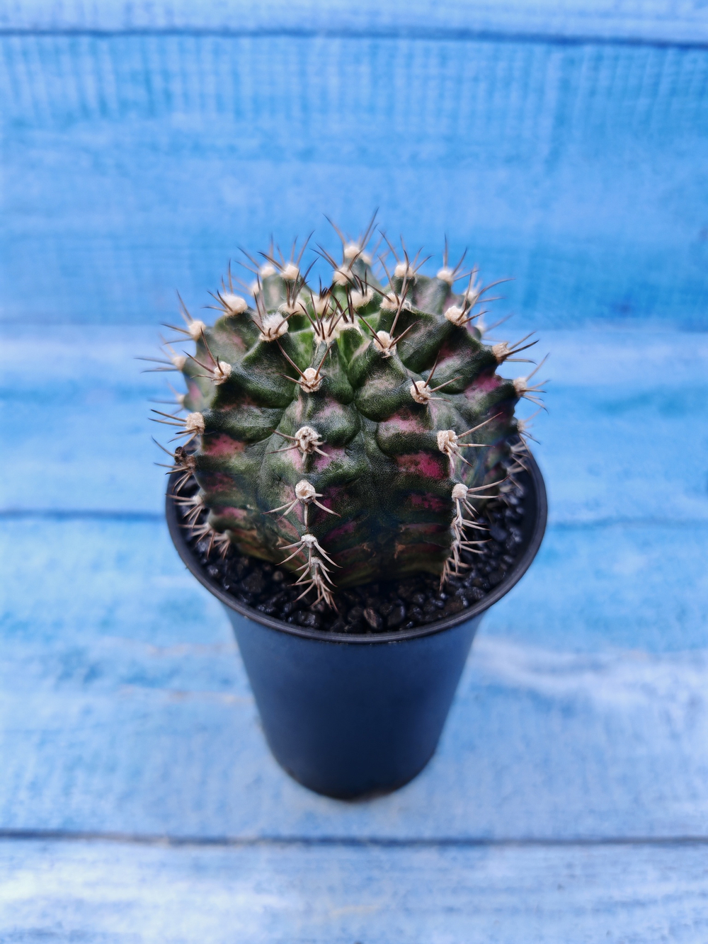 Gymnocalycium T-Rex Pink hybride (Гимнокалициум T-rex)
