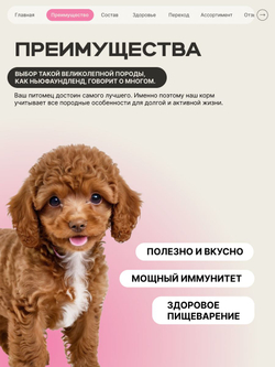 Корм сухой для щенков породы Той-пудель, с говядиной, 800 гр, QUATTRO
