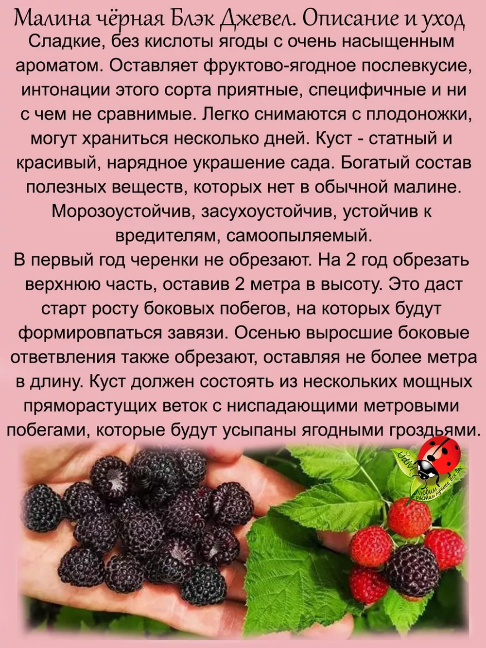 Малина Блэк Джевел черная