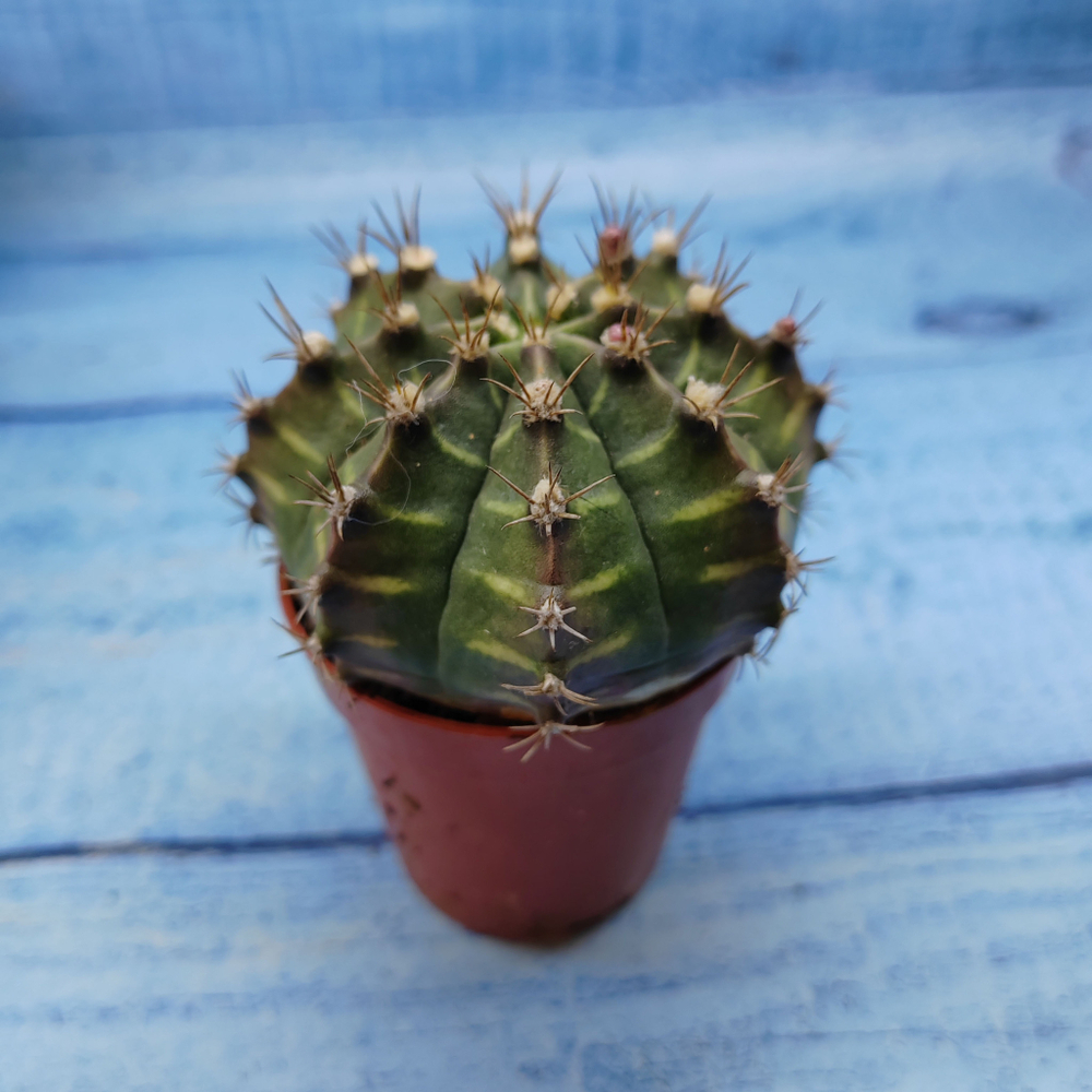 Gymnocalycium Friedrichii (Гимнокалициум)