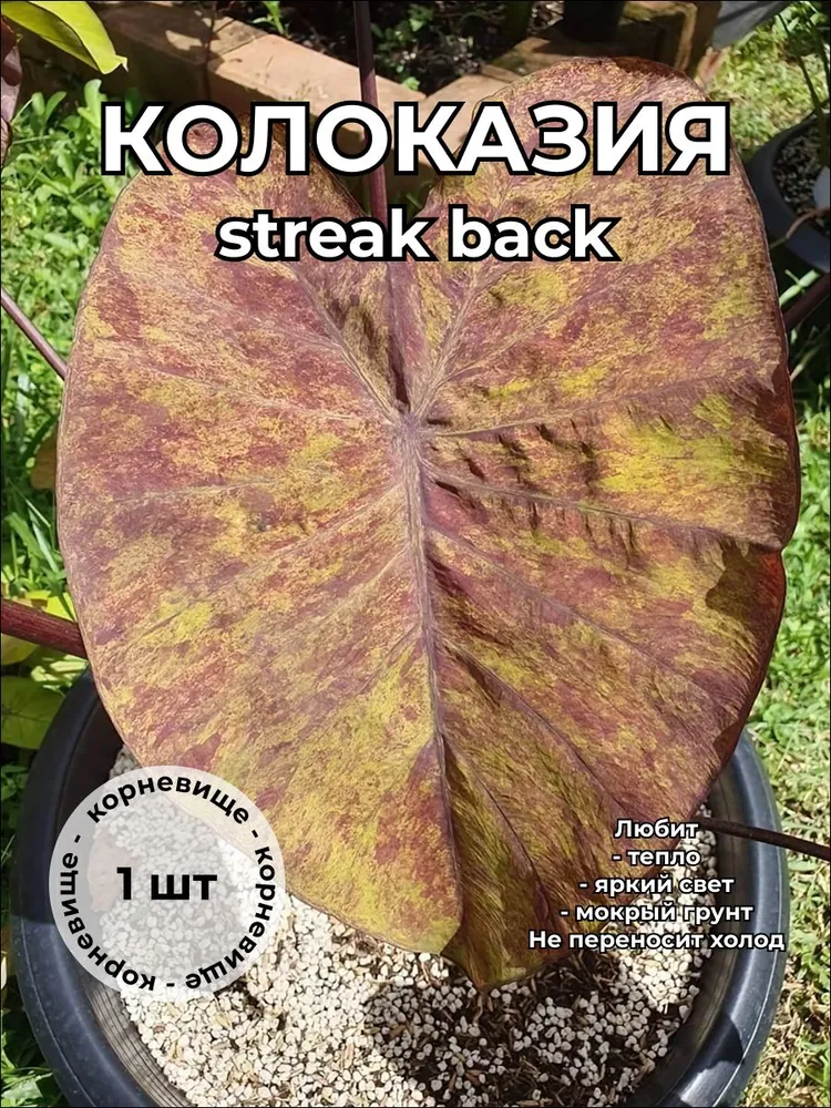 Колоказия Стрик Бэк Streak Back корневище