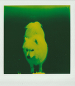 Кассета Polaroid Green 600 Film Reclaimed Series (8Color instant Photos)